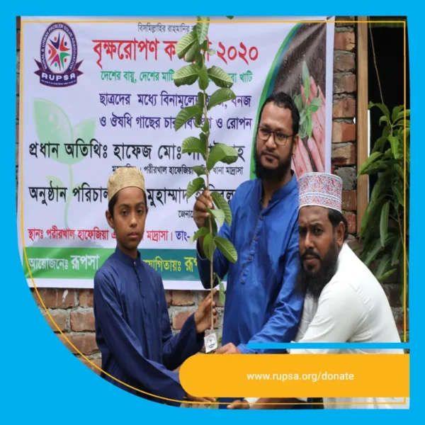 tree plantation