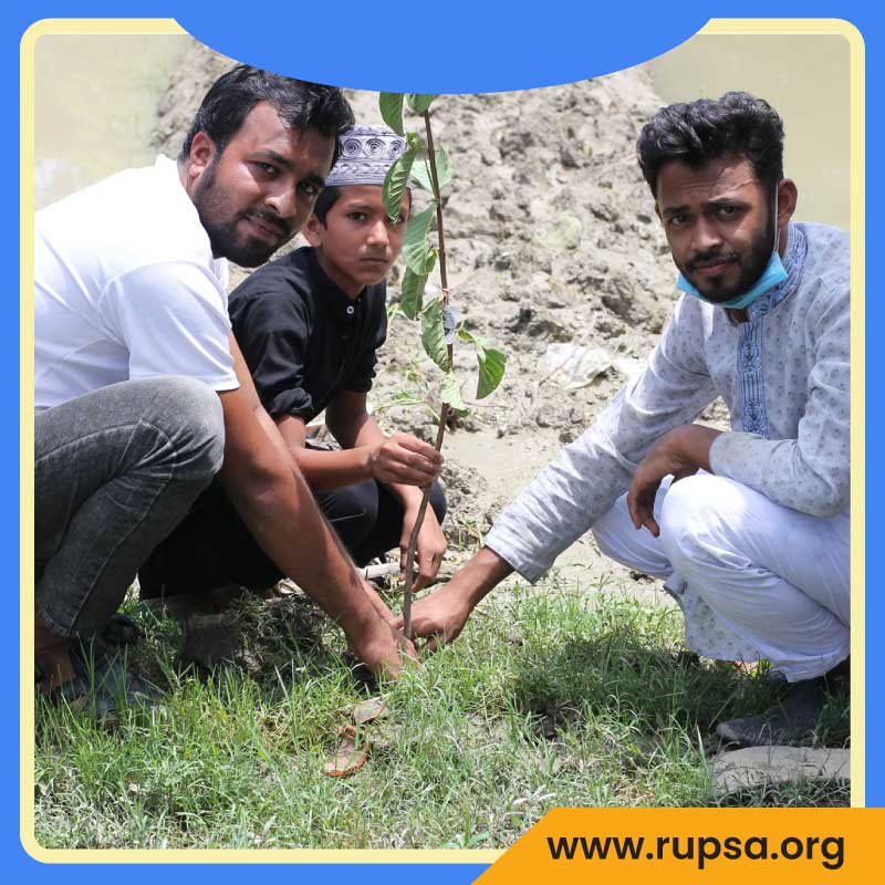 tree-plantation
