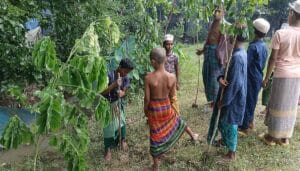 Tree plantation projects in Bangladesh for a sustainable and eco-friendly future